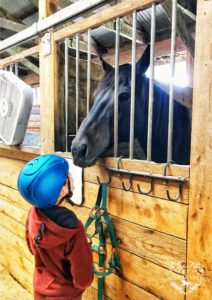 Benefits of Leasing a Horse