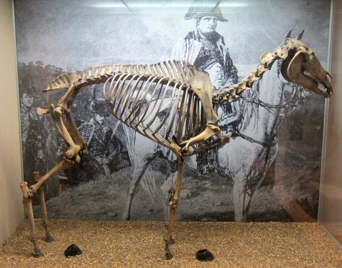 Skeleton of Napoleon's Horse Marengo