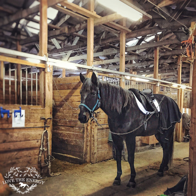 Appendix Quarter Horse Love the Energy