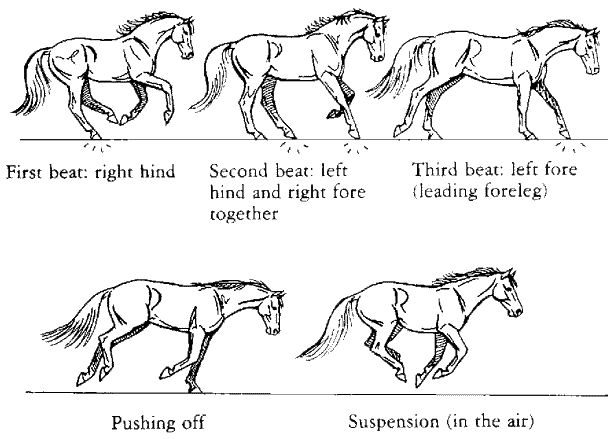 A diagram showing foot placement for each stage of a horse cantering.