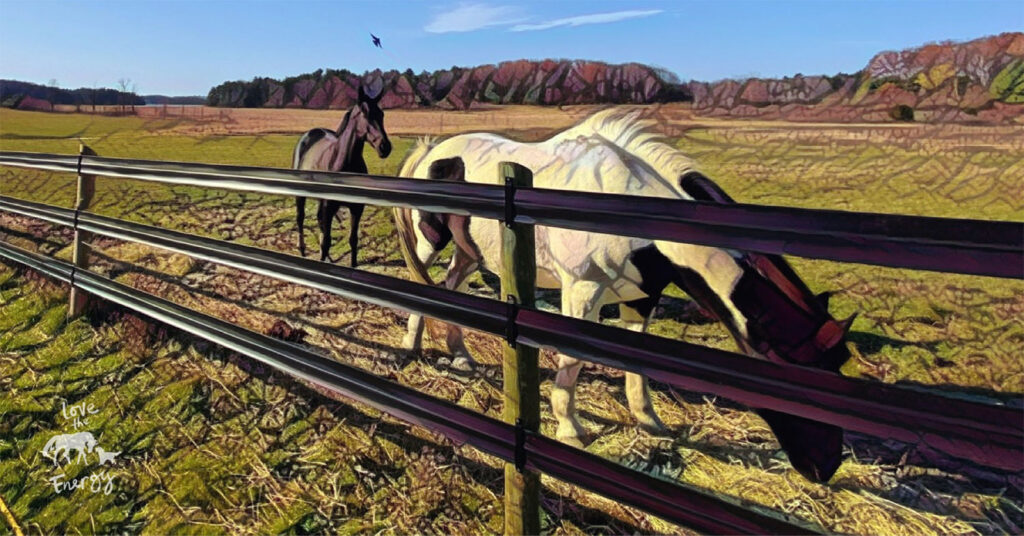 two horses grazing