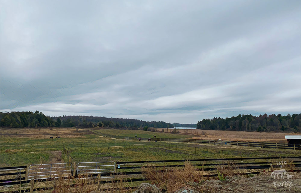 Horses grazing in an open field