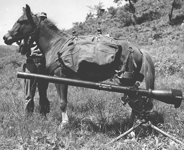 Black and white photo of a small horse carrying a large rifle into battle.