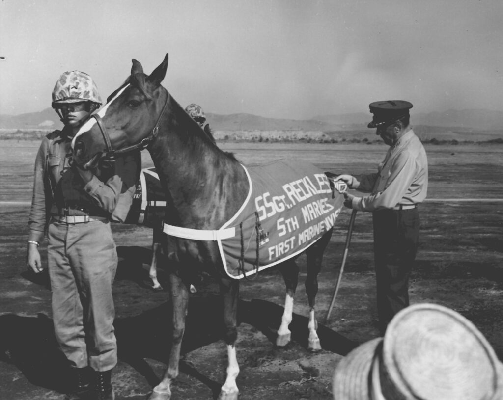 Black and white photo of a pony, Reckless, wearing a blanket and flanked by two soldiers during her promotion to Sgt.