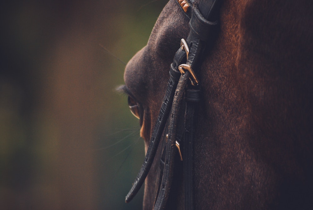 The side of a horses face with focus on the eye