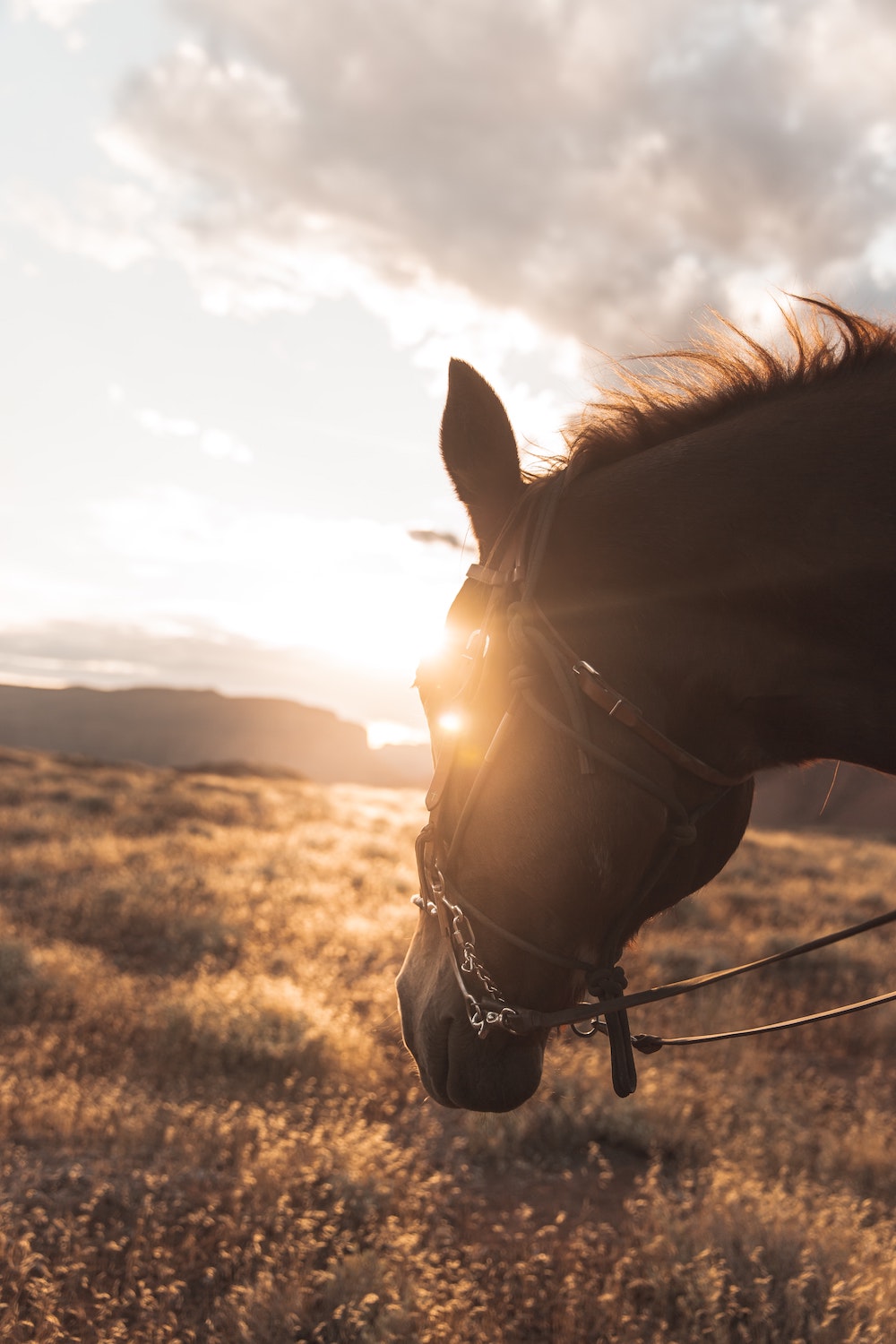 A brown horse wearing a bridle looking over a field at sunset.