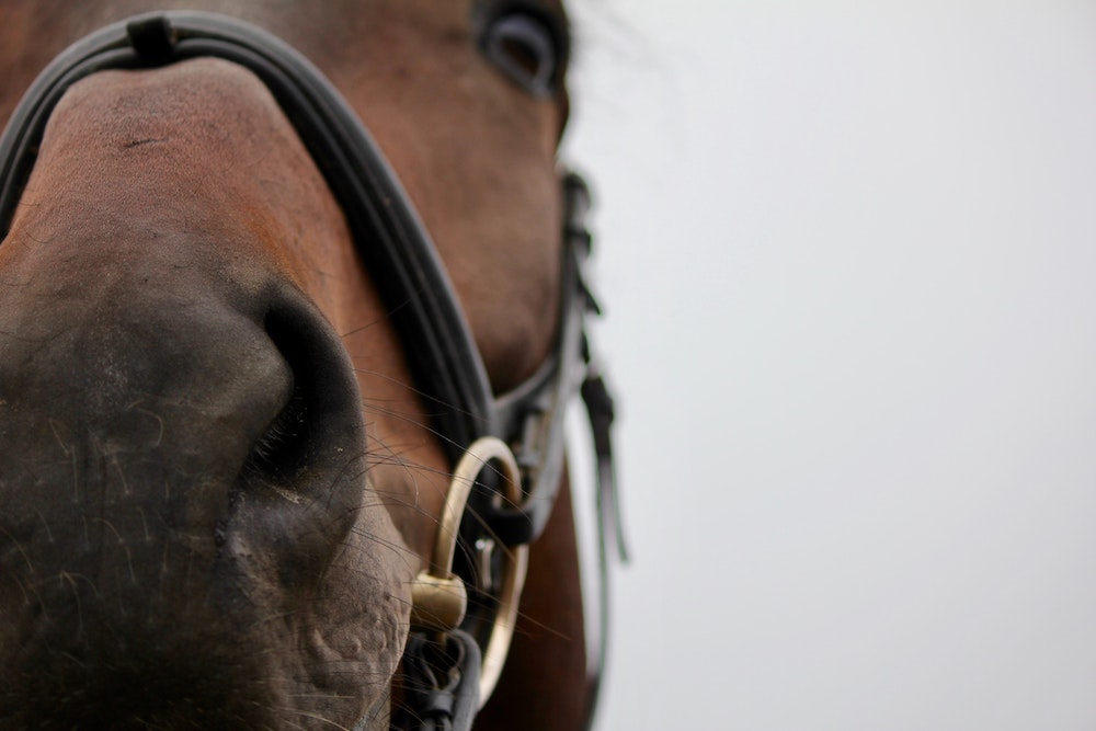 A brown horse looking at the camera close up