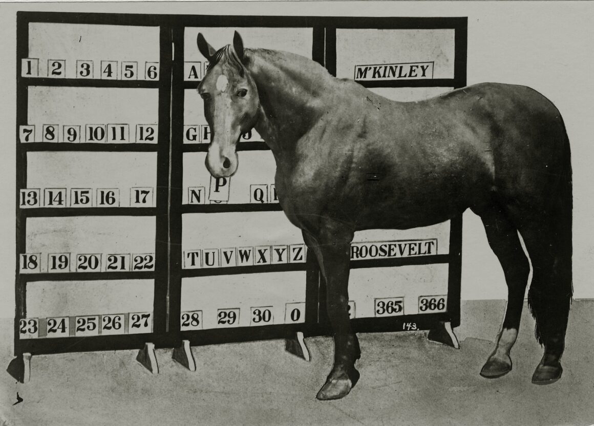 A dark horse standing in front of shelves with letters