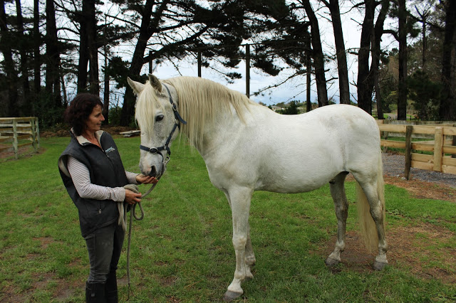 White horse with a woman in a vest.