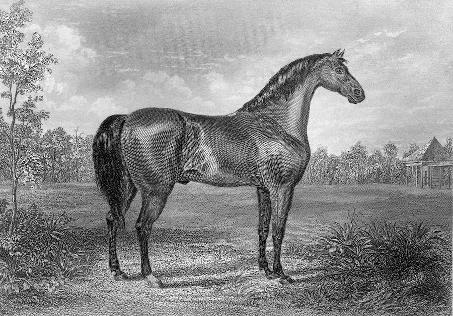 A grey drawing of a horse