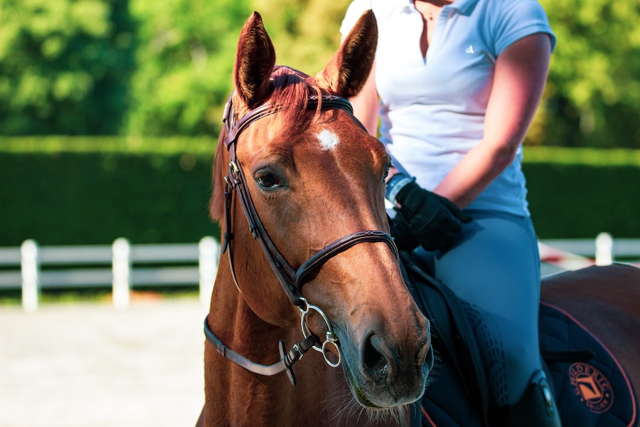 A brown horse with a rider