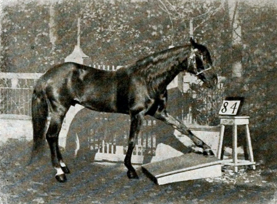 Clever Hans tapping his hoof to answer a math problem