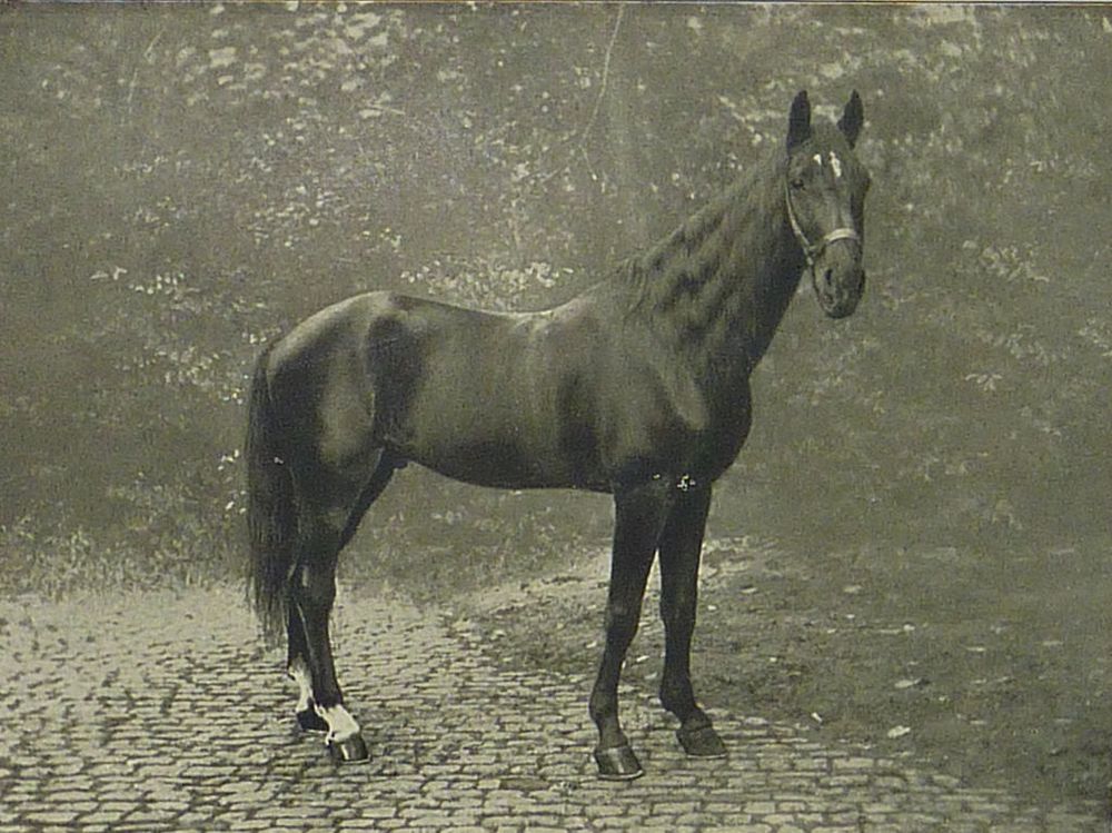 Clever Hans in 1910