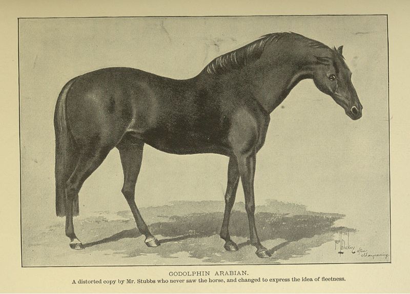 Black and white drawing of the goldophin arabian