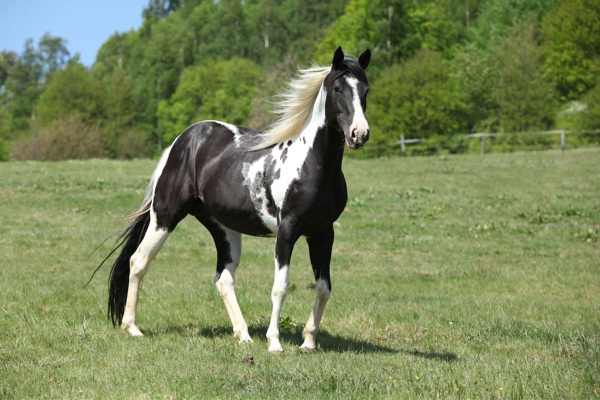 Black and white paint horse in a grassy field