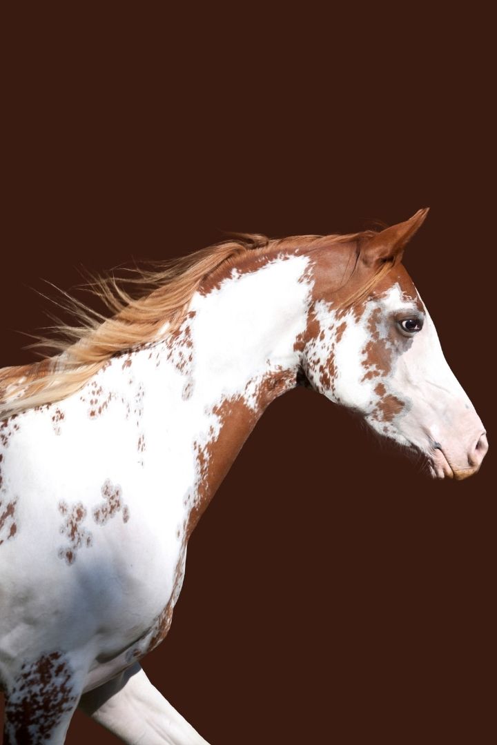 White and chestnut paint horse 