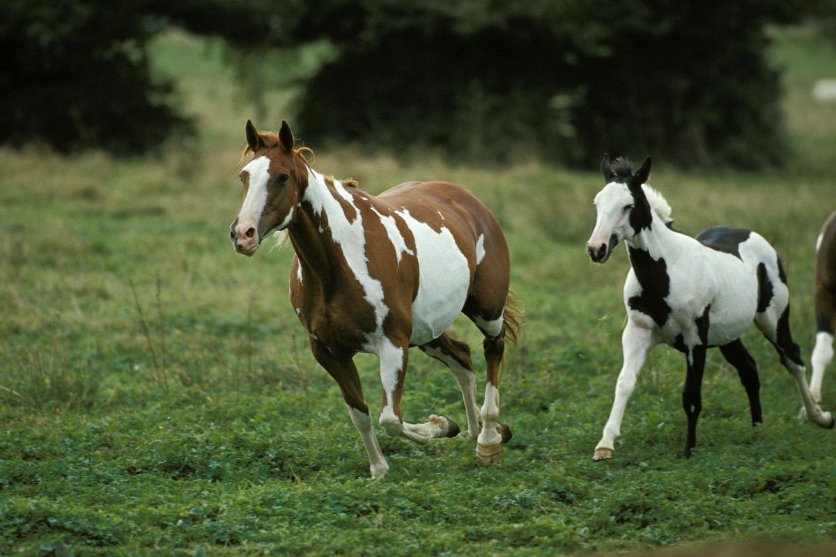 two paint horses galloping in a field