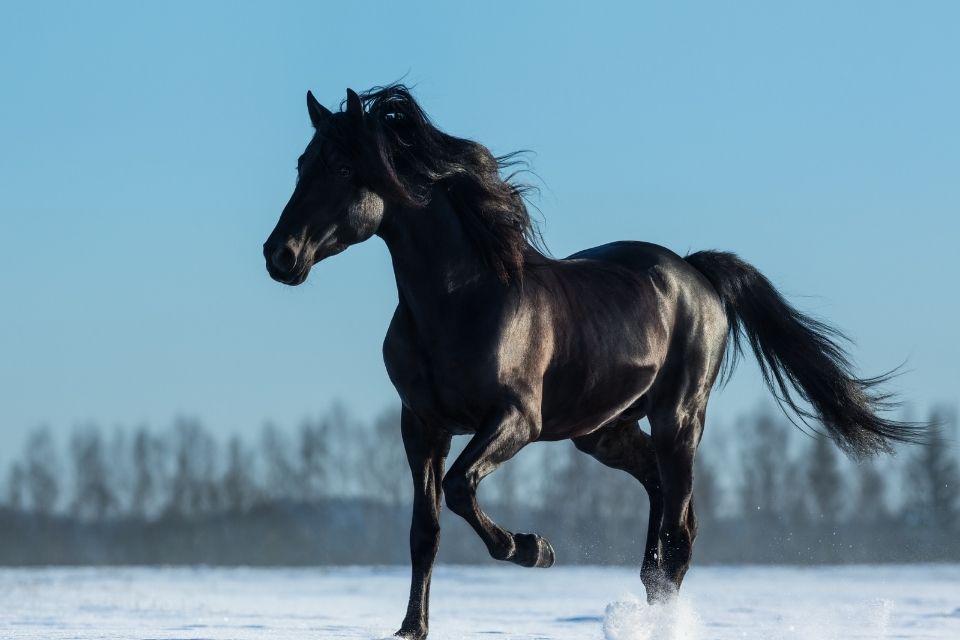 A black andalusian horse running in snow