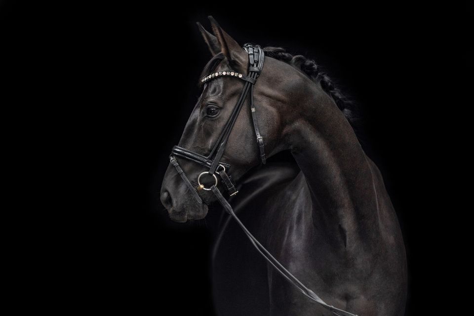 Black friesan horse on a black background