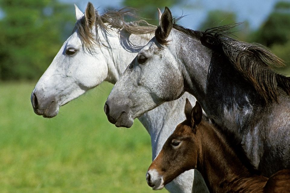 White, grey and brown lusitano horses