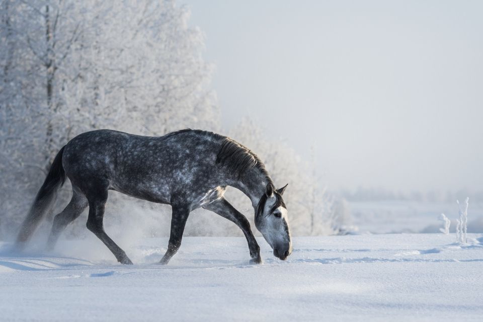 Grey andalusian horse running in snow