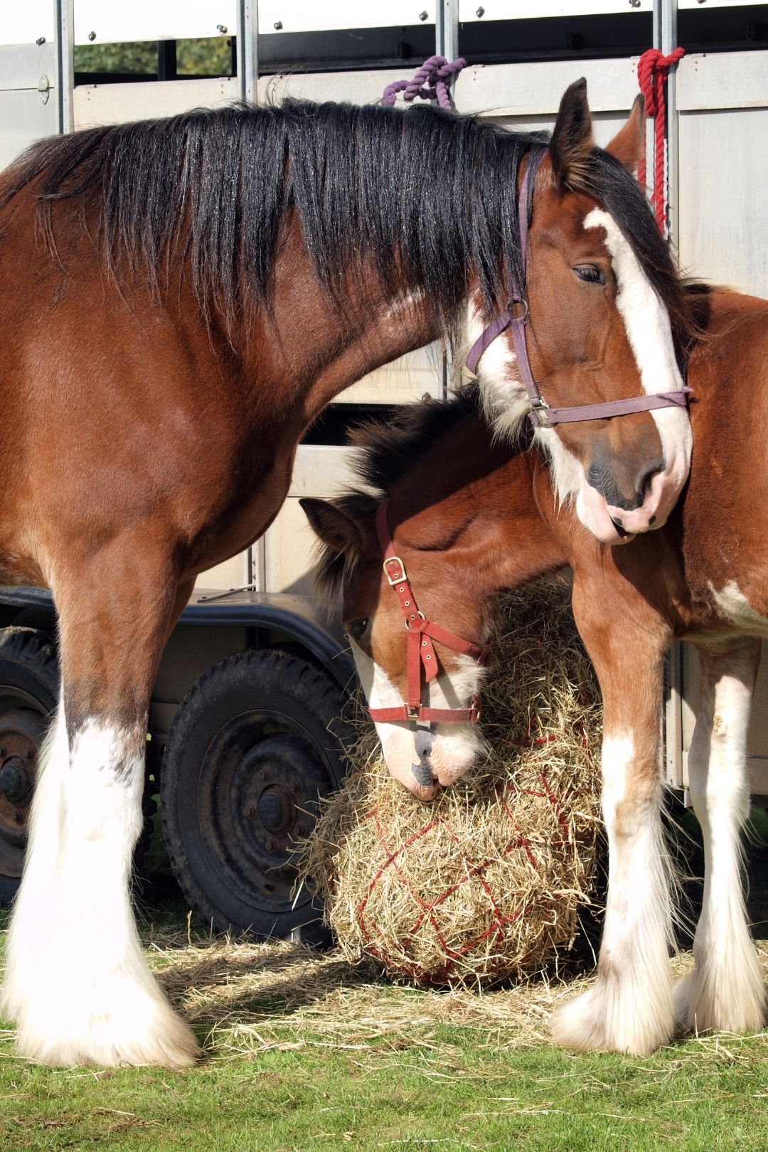 An adult Clydesdale horse and a baby eating hay