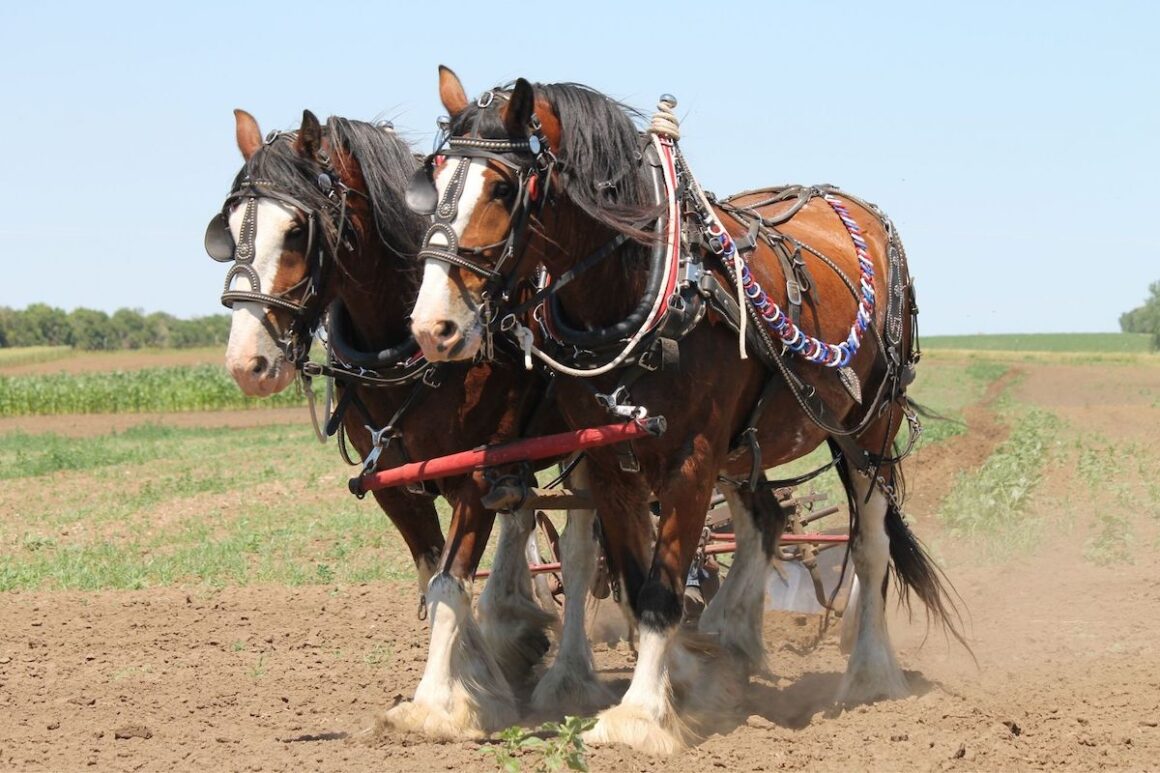 Two Clydesdale horses in a harness to pull a wagon