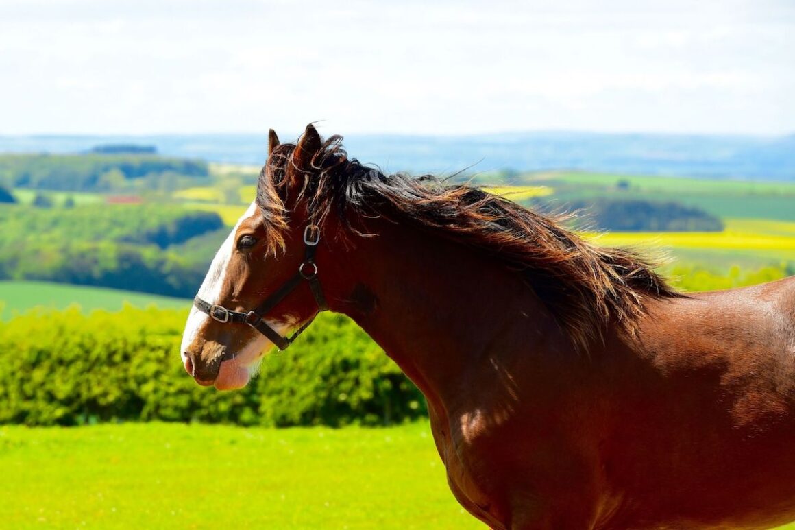 Clydesdale horse in a field