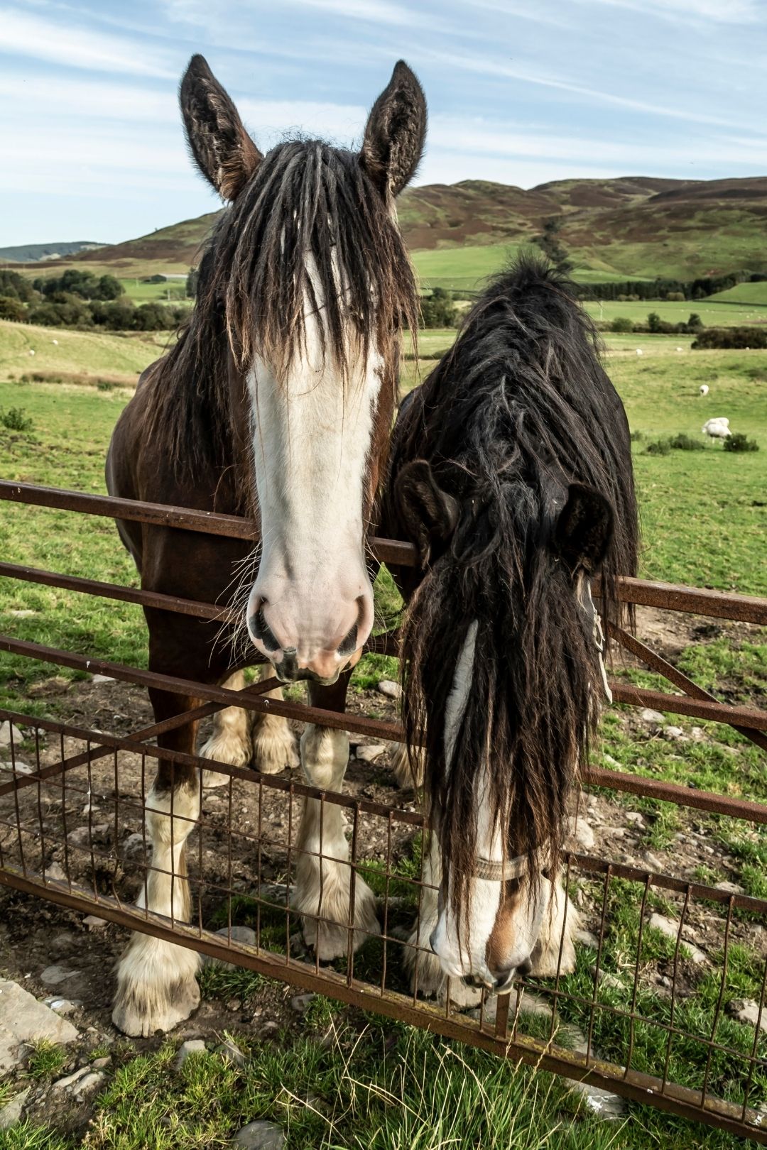 Two black and white Clydesdale horses in a field