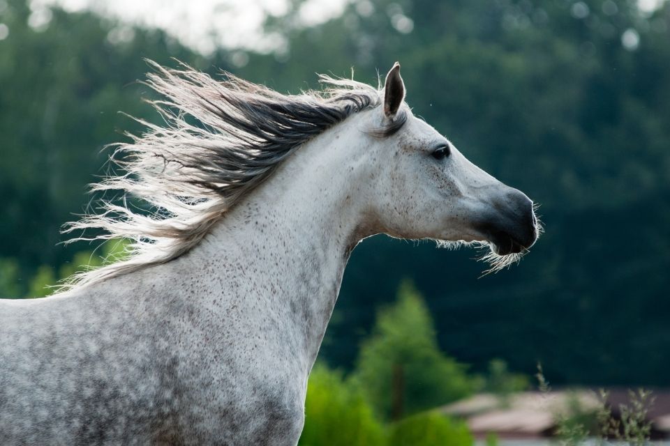 greyarabianhorse