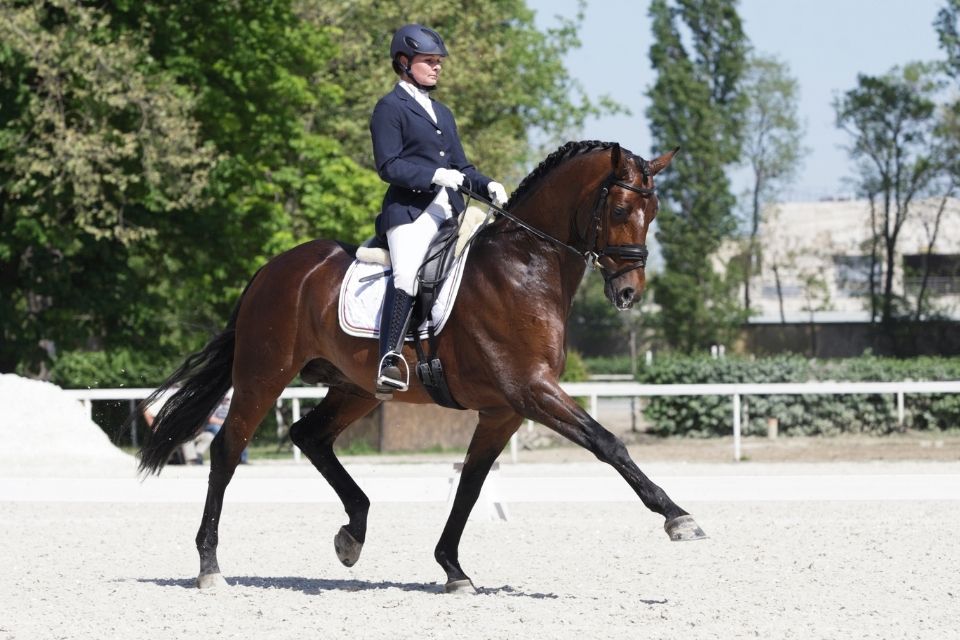 Dressage rider on a bay horse