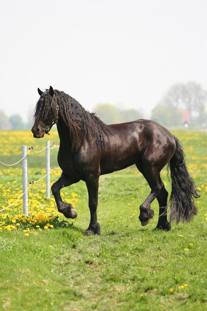 black freisan horse in a grassy field