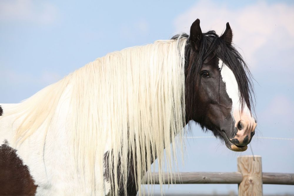 Black and white gypsy vanner stallion