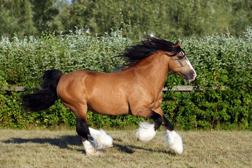 Brown, black and white gypsy vanner horse galloping outside