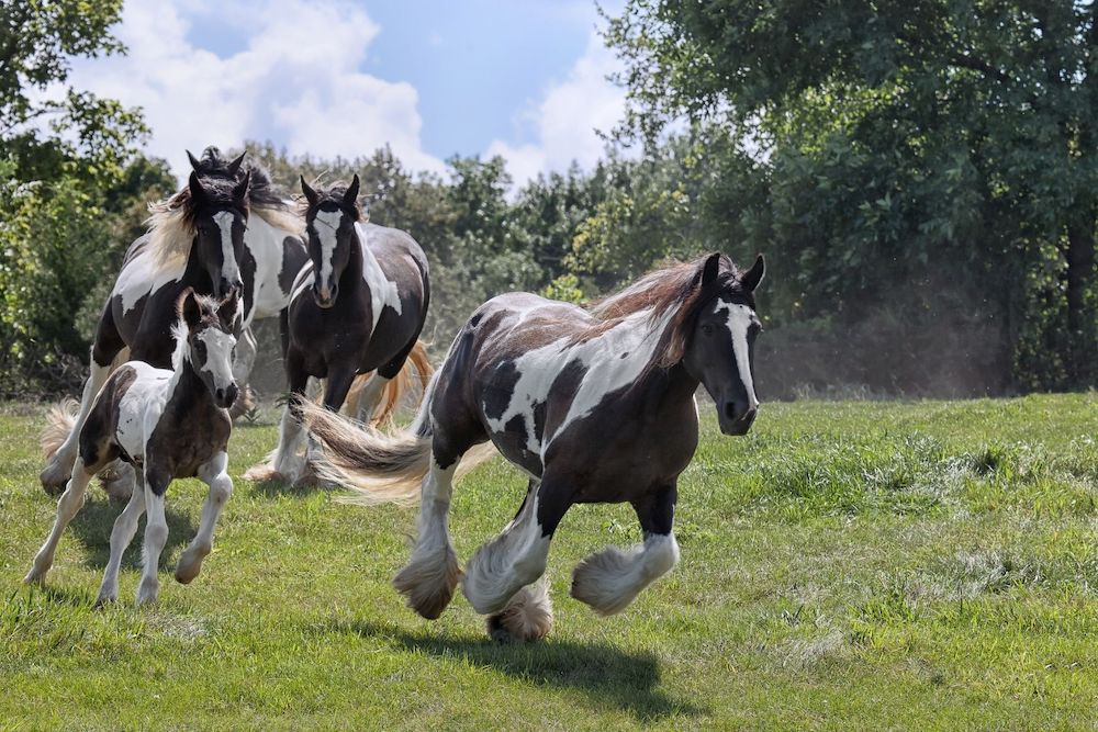 Black and white gypsy vanner horses galloping in a field