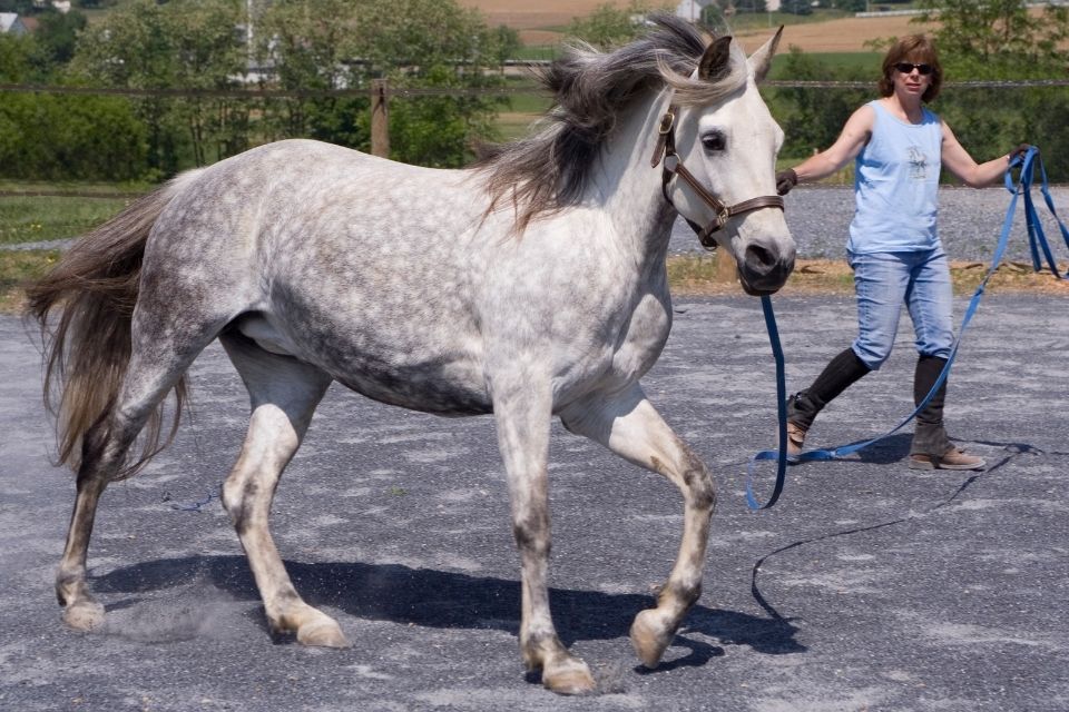grey horse on the lunge line with person in jeans and tshirt