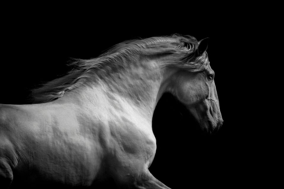 A grey lusitano horse running