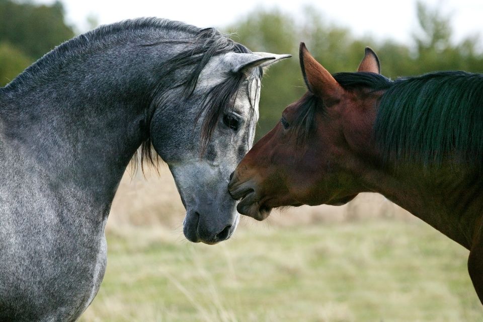 A grey and bay lusitano in a field