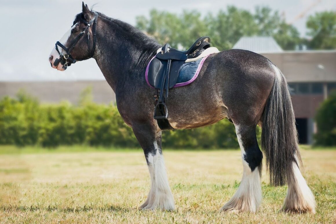 A grey shire horse under saddle
