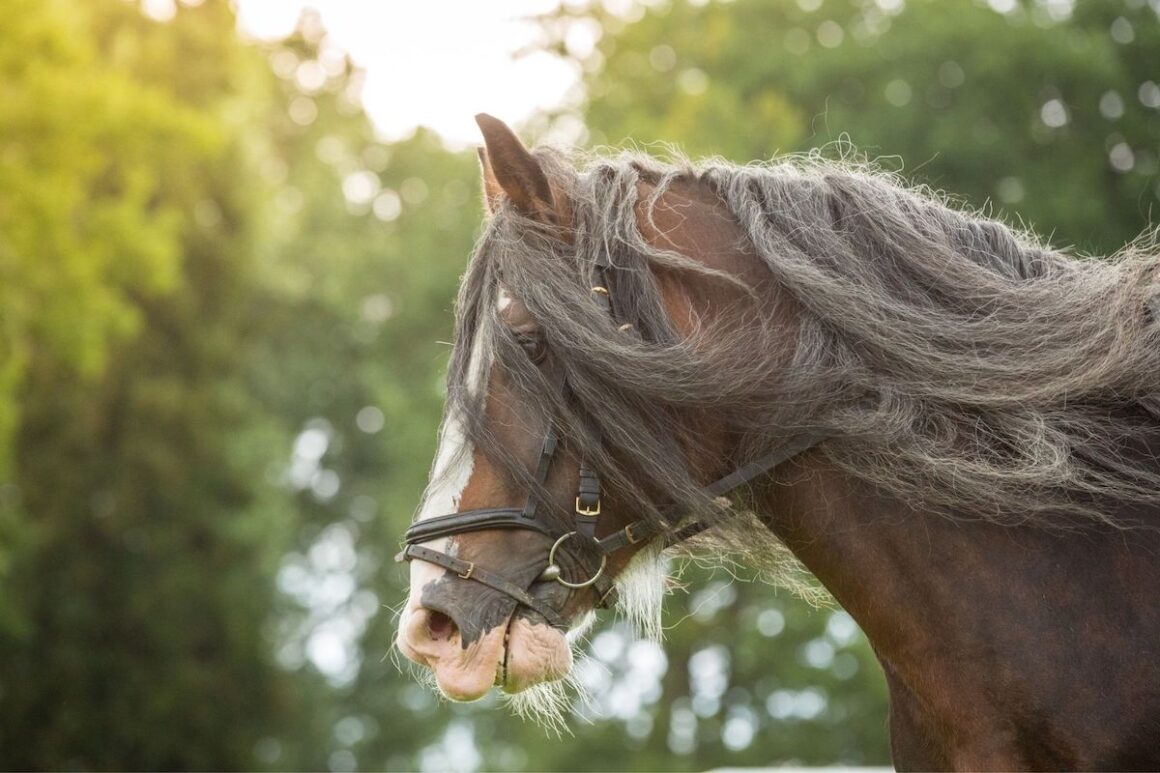 A brown shire horse with a grey mane