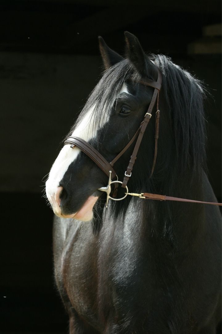 A black shire horse with a white blaze and grey mane
