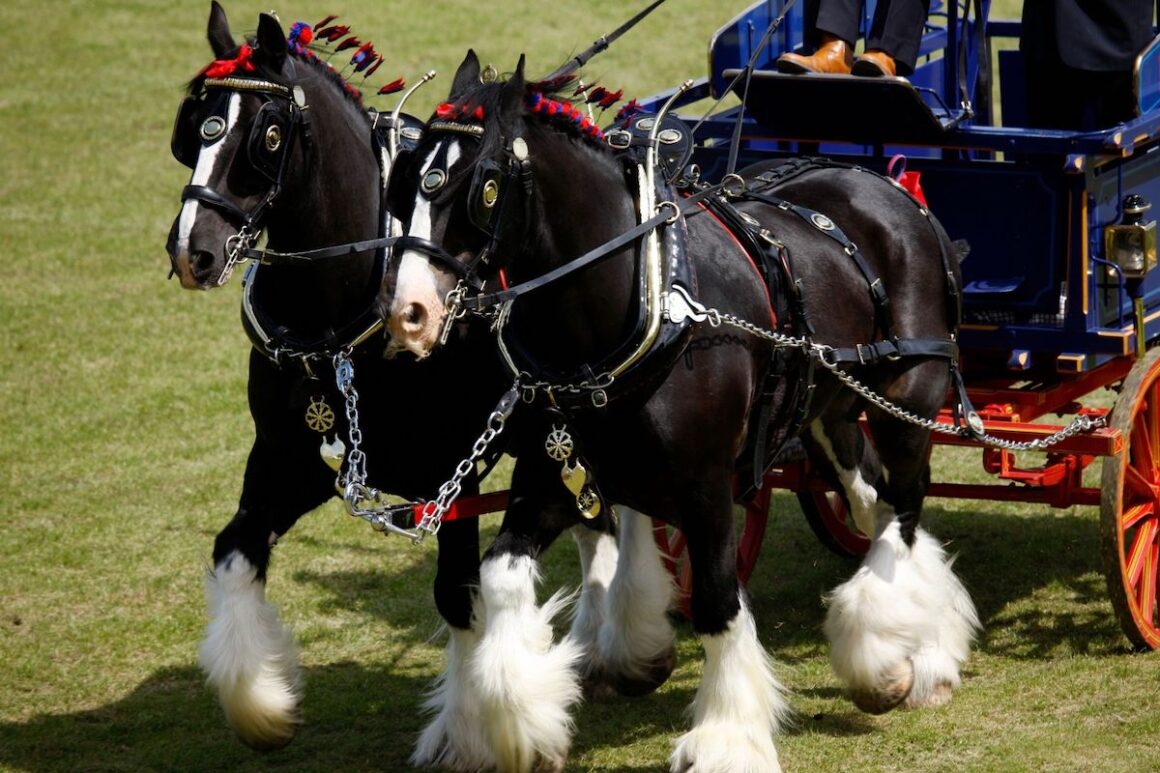 Two black shire horses with white feet pulling a coach