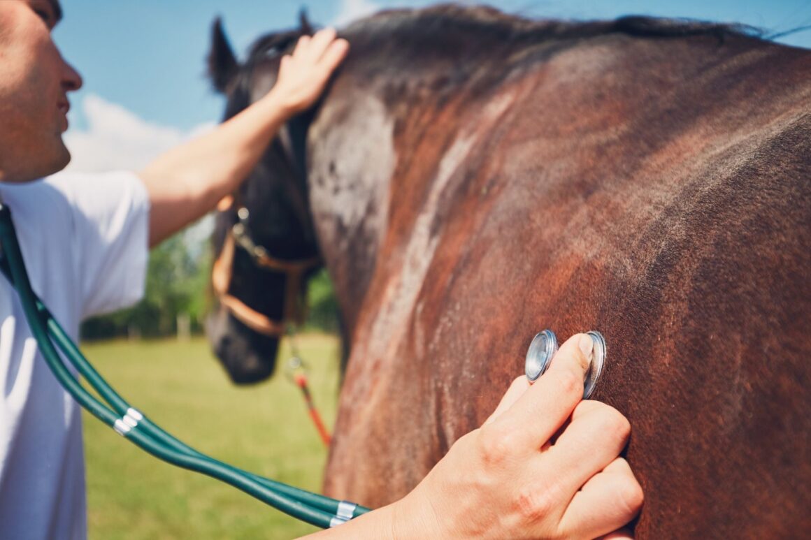 equine vet listening to horses heart