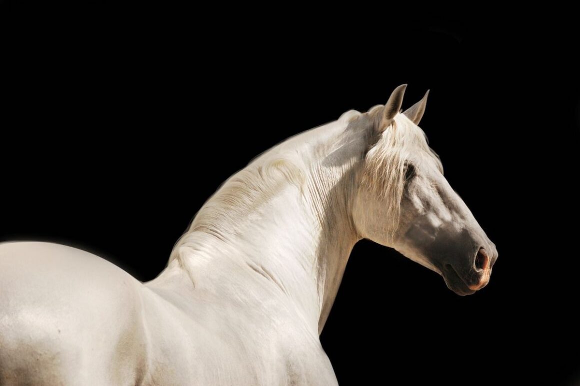 White horse on a black background