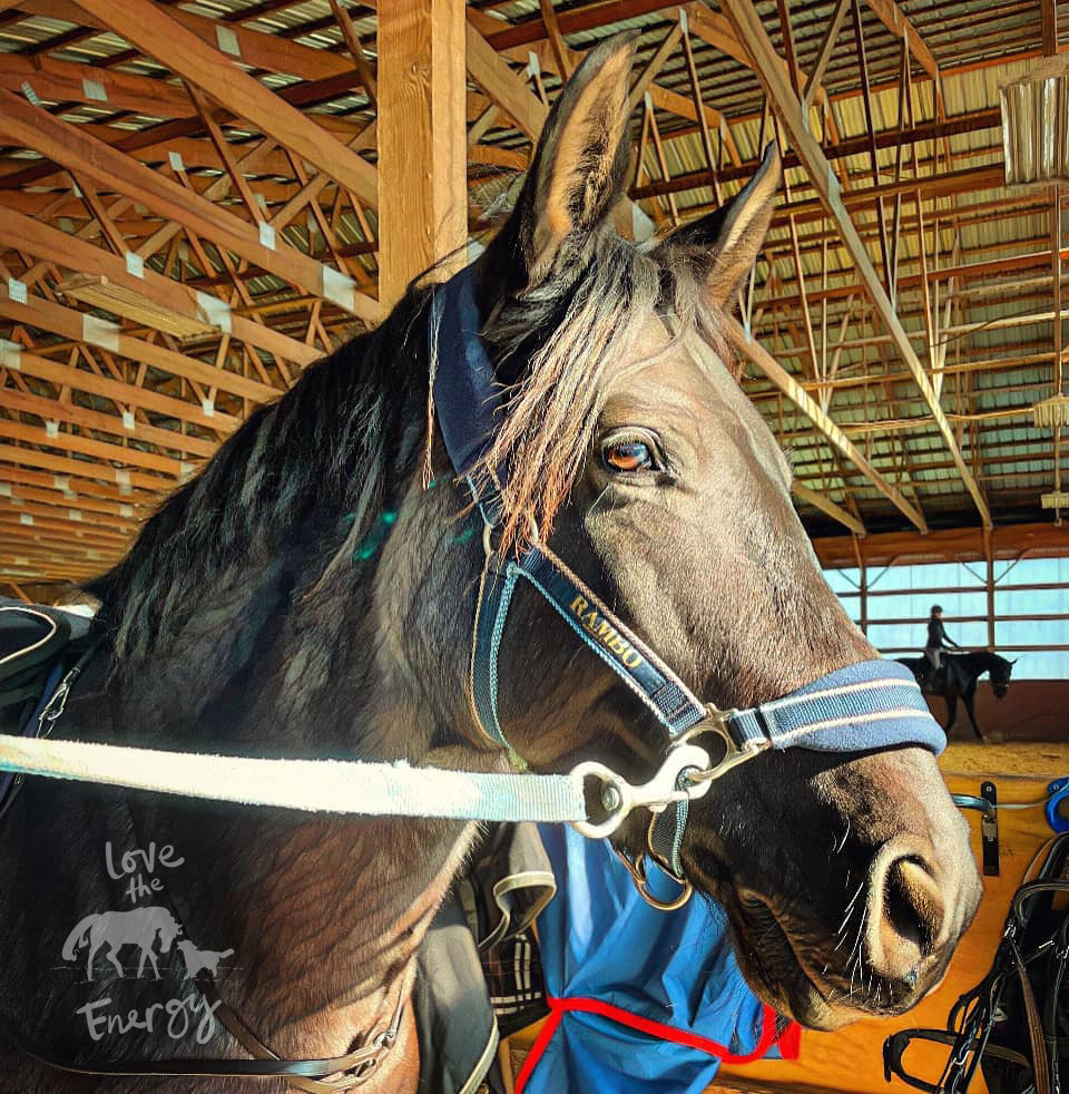 Azteca horse in the cross ties