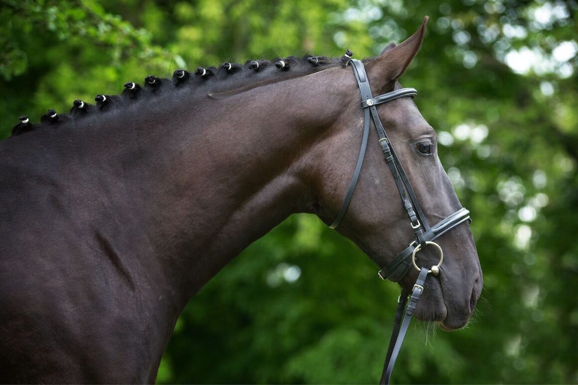 Profile of the head and neck of a Thoroughbred horse