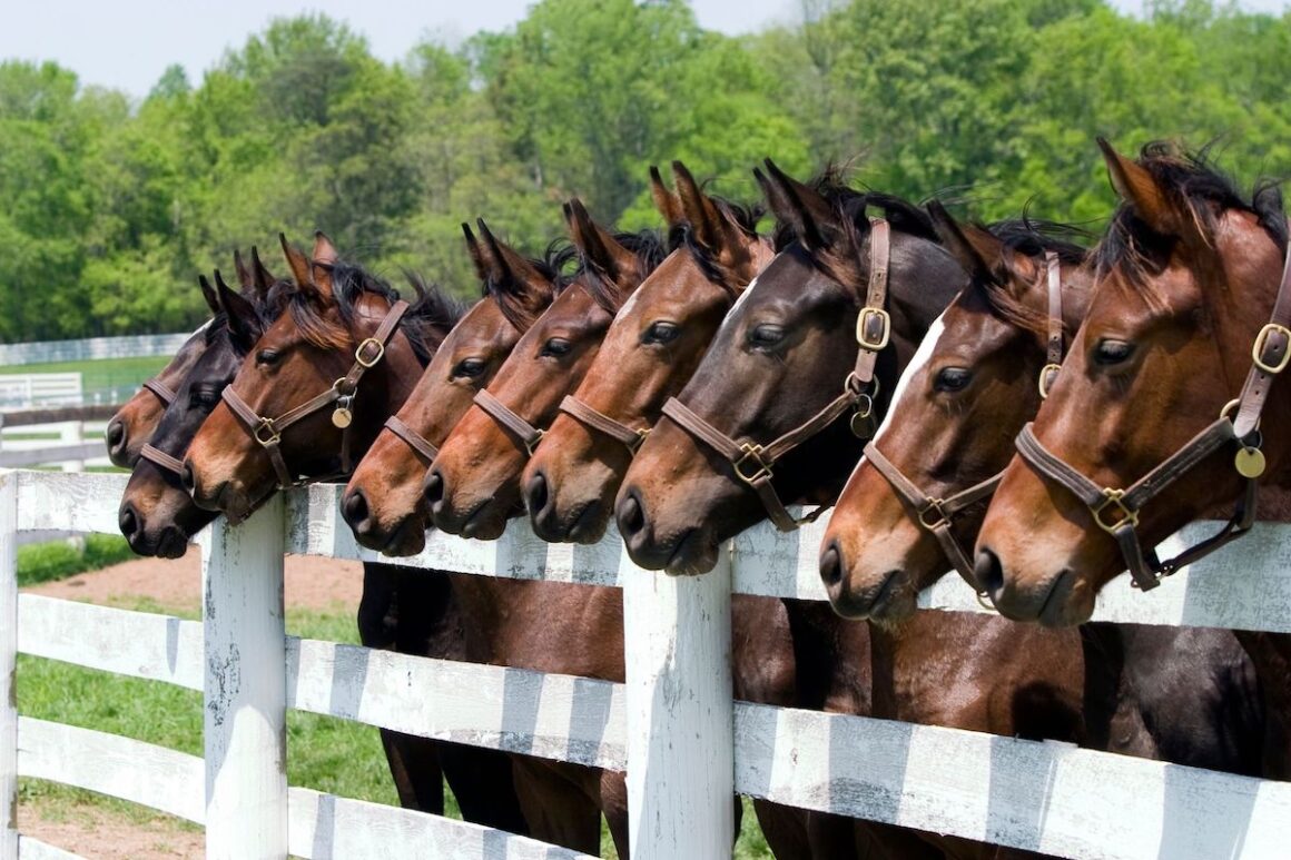 Many Thoroughbred horses looking over a white fence
