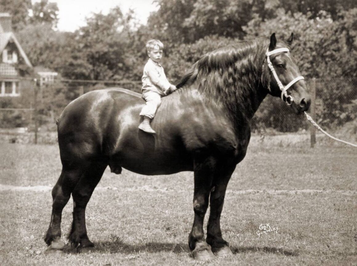 Black and white photo of a black percheron with a child on it bareback