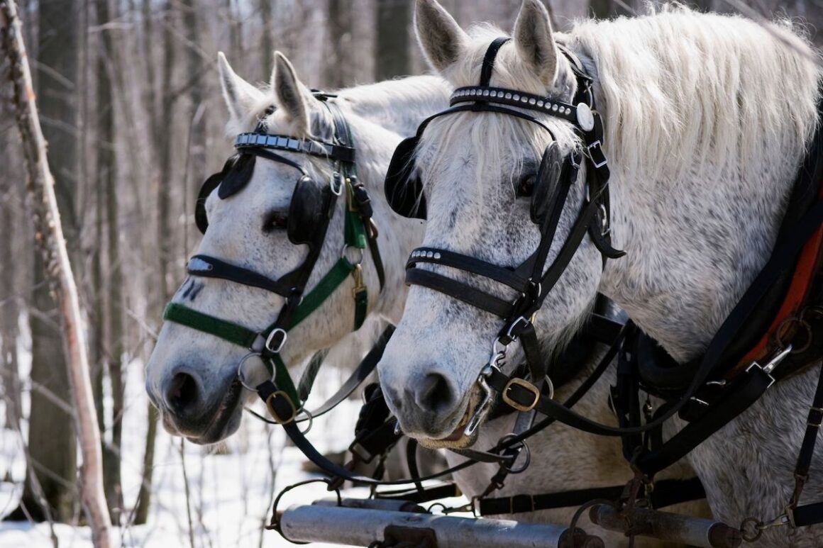 two grey percheron horses in a wintry forest