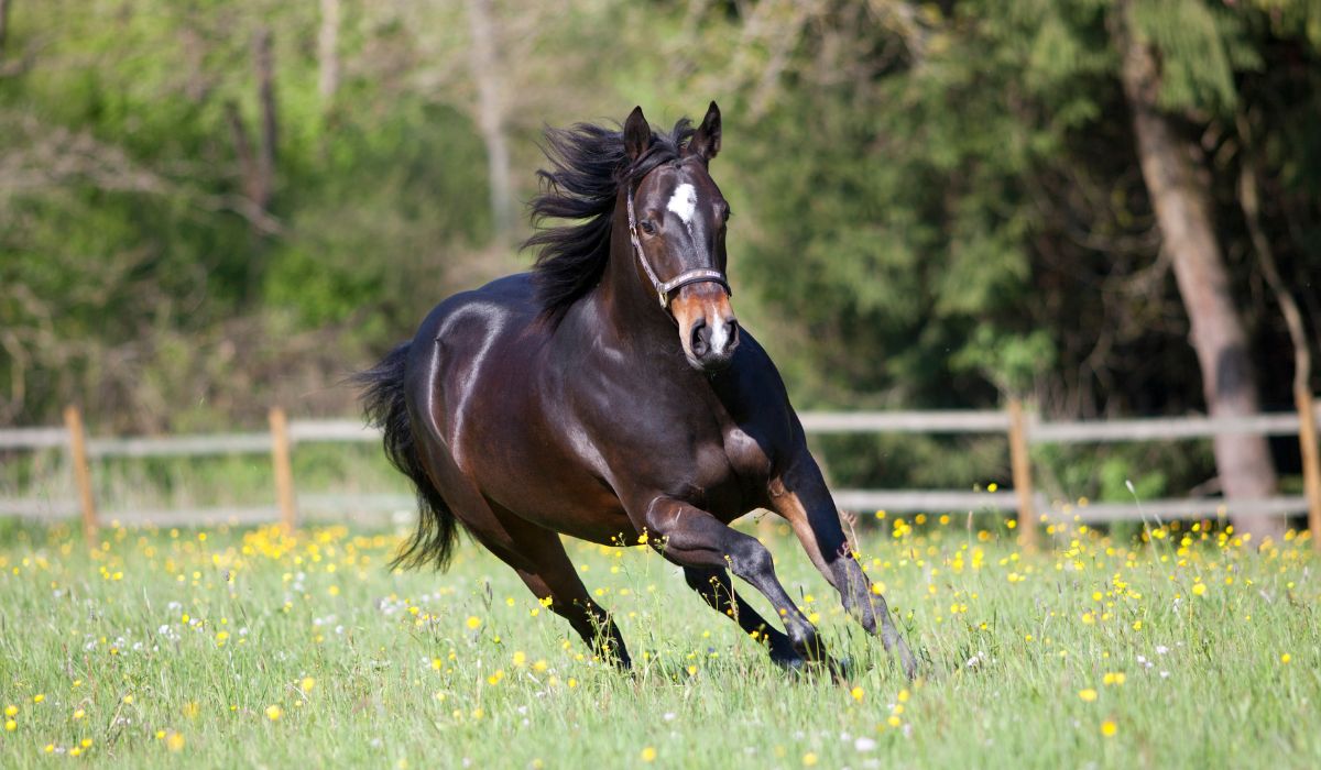 Bay Quarter Horse running in a field